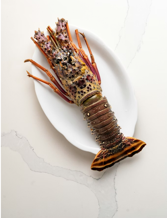 Langosta fresca