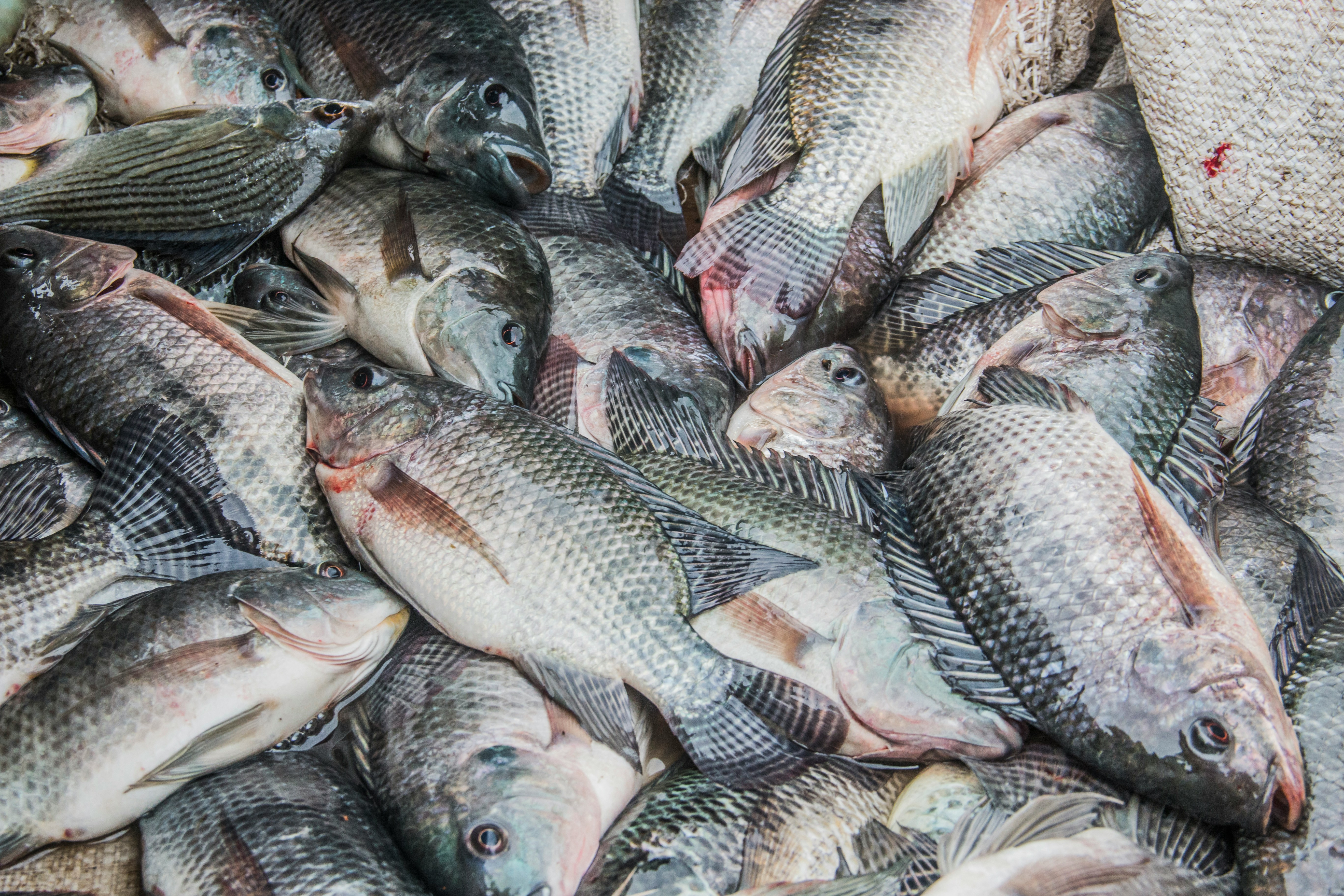 Pescados frescos