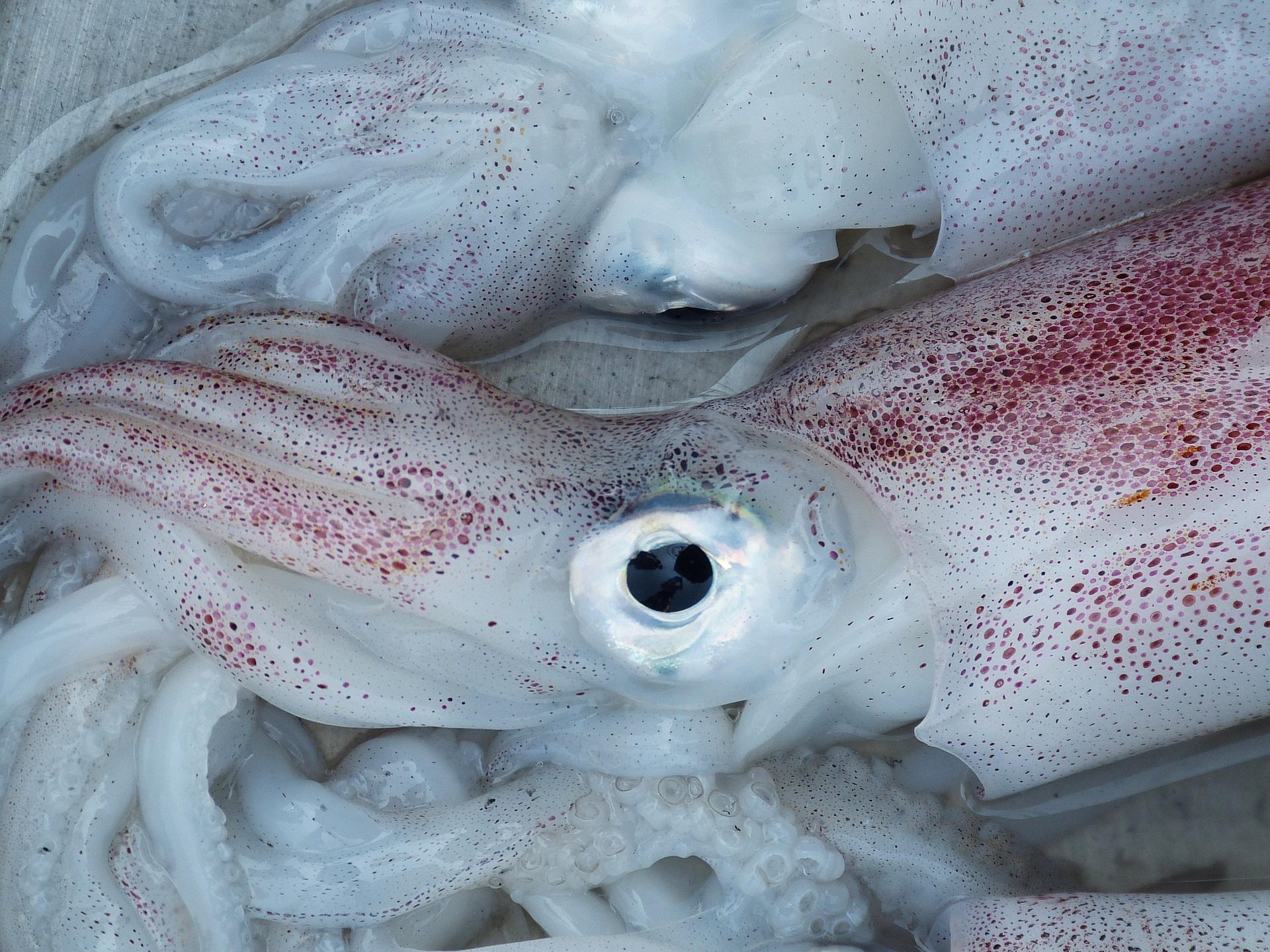 Pulpo fresco