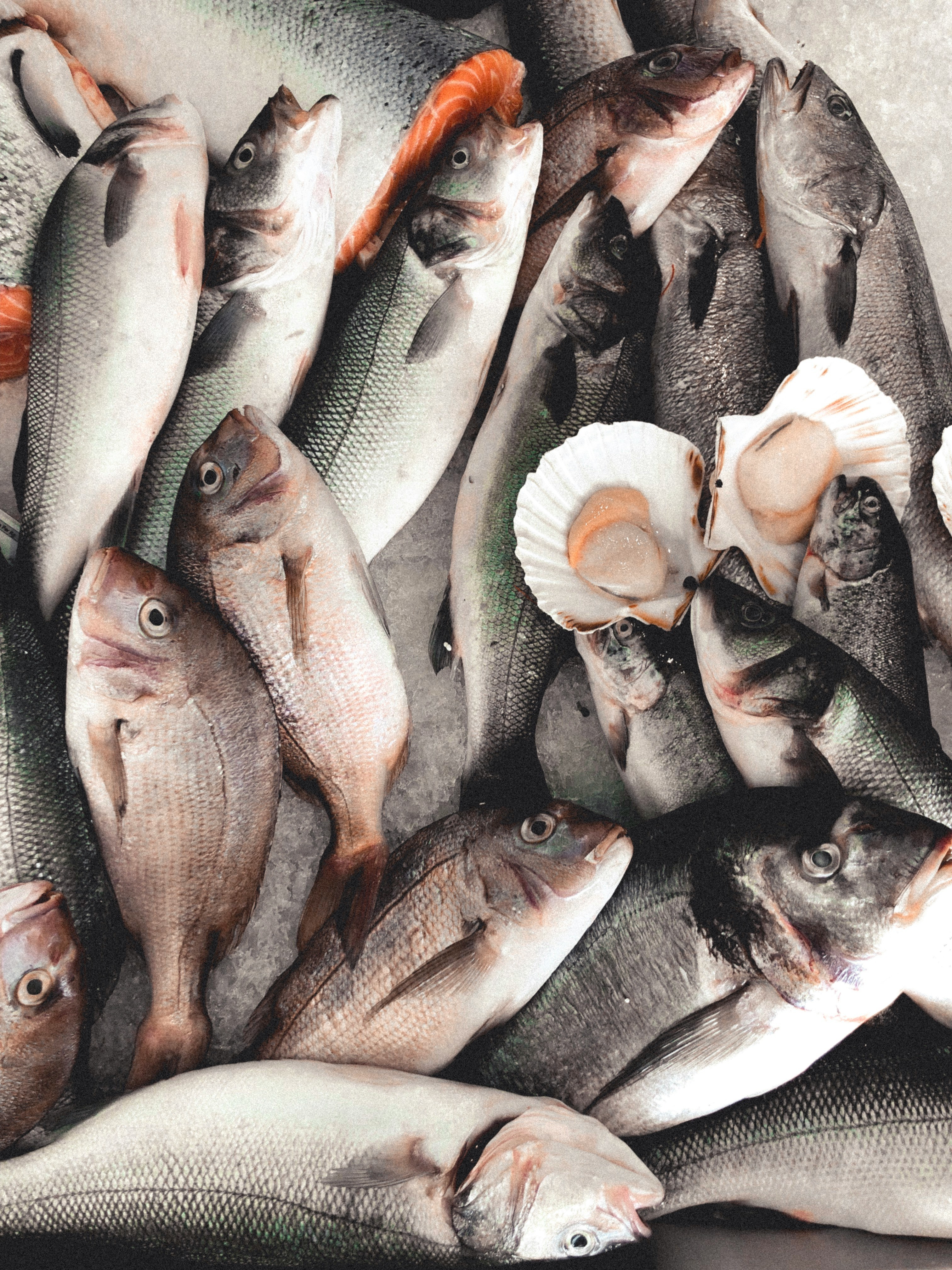 Pescados Frescos